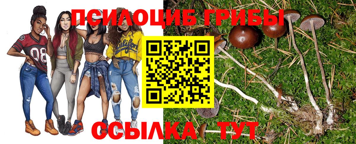 Псилоцибиновые грибы Cubensis  Вход с VPN  Курчалой  Псилоцибиновые грибы Cubensis 